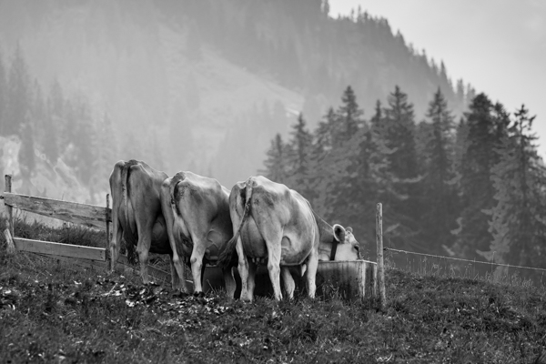 ohne Titel - Khe im Kleinwalsertal