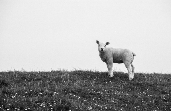 Hallo! - Lamm auf Deich bei Hindeloopen