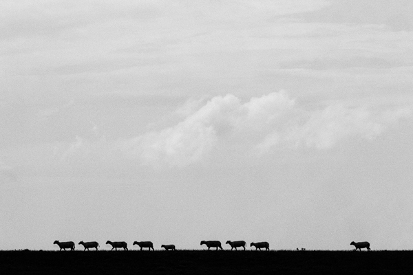 Nach Hause - Schafe auf Deich bei Greetsiel