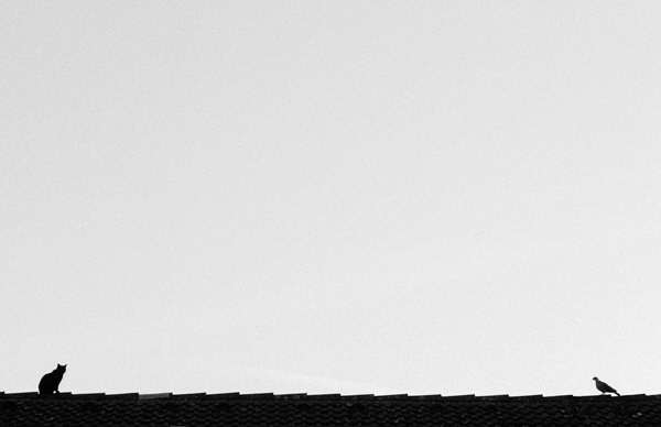 Auge in Auge - auf einem Hausdach in Münster