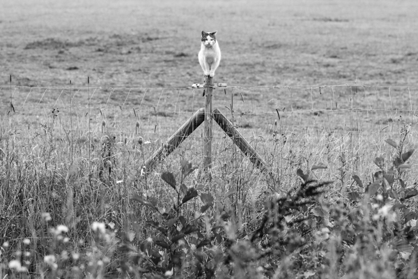 ohne Titel - Katze in Psselbren